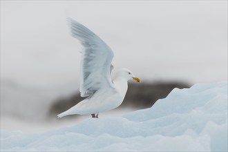Glaucous gull (Larus hyperboreus) on ice floe