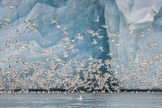 Black-legged kittiwakes (Larus tridactyla) flying in front of glacier wall