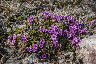 Purple mountain saxifrage (Saxifraga oppositifolia)