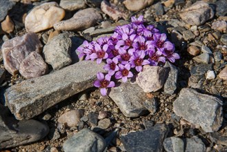 Purple mountain saxifrage (Saxifraga oppositifolia)