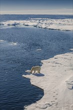 Polar bear (Ursus maritimus) drinking