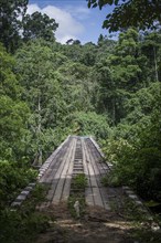 Bridge in Campo Ma'an National Park