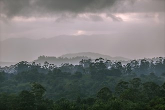 Landscape with clouds and forest