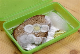 Mouldy bread in lunchbox
