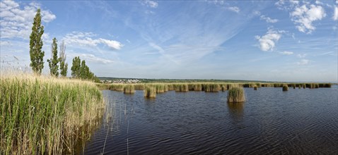 Reeds at Lake Neusiedl