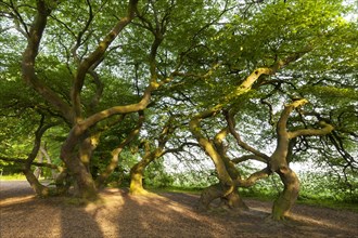 Dwarf beech (Fagus sylvatica var. Suentelensis) avenue