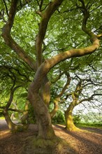 Dwarf beech (Fagus sylvatica var. Suentelensis) avenue