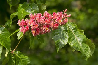 Red-flowered Horse Chestnut (Aesculus carnea)