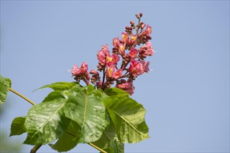Red-flowered Horse Chestnut (Aesculus carnea)