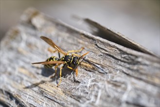 Wasp (Vespoidea) on a log