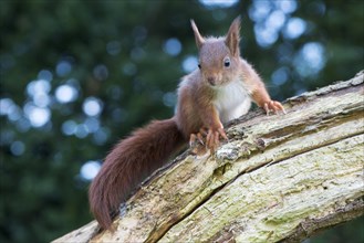 Young squirrel (Sciurus vulgaris) on tree trunk