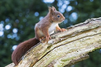Young squirrel (Sciurus vulgaris) on tree trunk