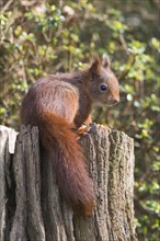 Young squirrel (Sciurus vulgaris) on tree trunk