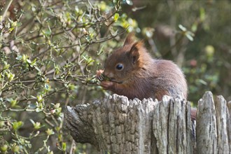 Young squirrel (Sciurus vulgaris) on tree trunk