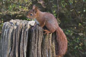 Young squirrel (Sciurus vulgaris) on tree trunk
