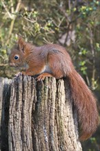 Young squirrel (Sciurus vulgaris) on tree trunk