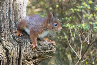 Young squirrel (Sciurus vulgaris) on tree trunk