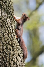 Young squirrel (Sciurus vulgaris) climbing on tree trunk