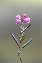 Blooming bog rosemary (Andromeda polifolia)