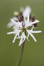 Rare white form of the ragged robin (Lychnis flos-cuculi)