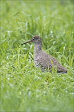 Redshank (Tringa totanus) standing in meadow with dewdrops