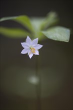 Arctic starflower (Trientalis europaea)
