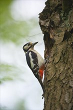 Great Spotted Woodpecker (Dendrocopos major) on tree trunk in front of breeding burrow