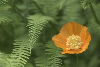 Forest poppy (Meconopsis cambrica) among ferns