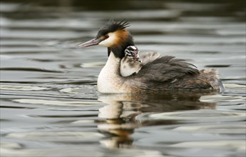Great crested grebe (Podiceps cristatus) in water with chick sitting in plumage