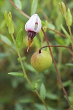 Cranberry (Vaccinium oxycoccos)