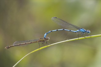 Common blue damselflies (Enallagma cyathigerum) mating on stalk