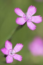 Maiden pink (Dianthus deltoides)