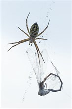 Wasp spider (Argiope bruennichi) with captured dragonfly