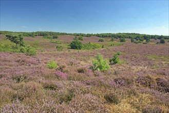 Heath (Calluna vulgaris)