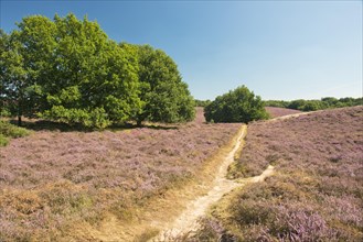 Heath (Calluna vulgaris)