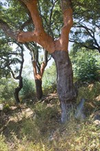 Cork oaks (Quercus suber)