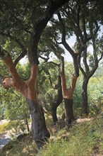 Cork oaks (Quercus suber)