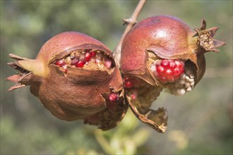 Pomegranates (Punica granata)