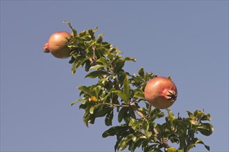 Ripe pomegranates (Punica granata) on the tree