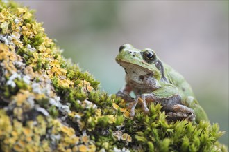 Tree frog (Hyla arborea) on mossy branch