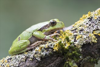 Tree frog (Hyla arborea) on mossy branch