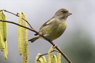 European greenfinch (Carduelis chloris)