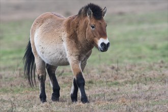 Przewalski's Horse (Equus ferus przewalskii)