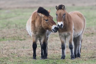 Przewalski's horses (Equus ferus przewalskii) get a whiff of each other