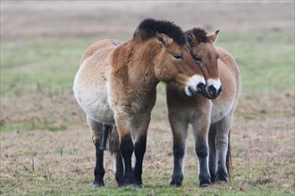 Przewalski's horses (Equus ferus przewalskii) stand close together