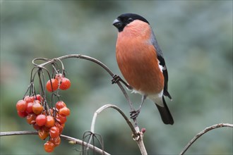 Eurasian bullfinch (Pyrrhula pyrrhula) sits on branch with red berries