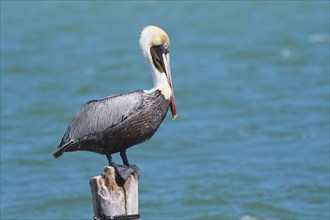 Brown Pelican (Pelecanus occidentalis) sits on post by the sea