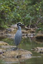 Yellow-crowned night heron (Nyctanassa violacea) stands on stone by the water