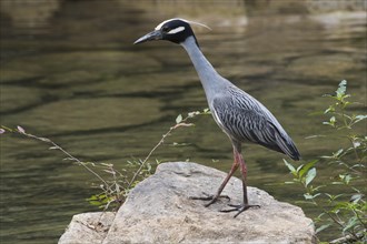 Yellow-crowned night heron (Nyctanassa violacea) stands on stone by the water
