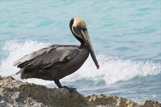 Brown Pelican (Pelecanus occidentalis stands on rocks by the sea